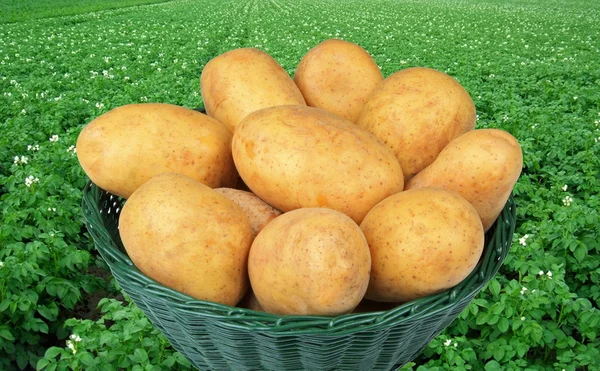 Πατάτες — Φωτογραφία Αρχείου