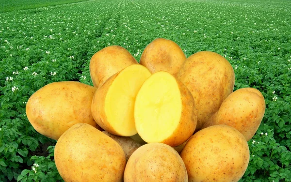 Patates. — Stok fotoğraf