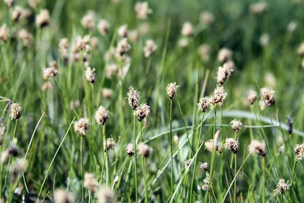 stock image Wild flowers