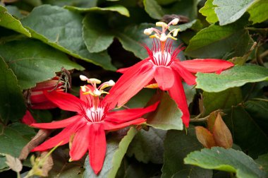 Red passiflora coccinea clipart