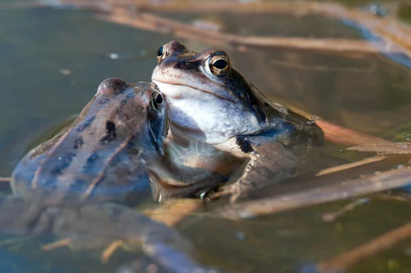 2 つのニホンアカガエル性湿原カエル — ストック写真