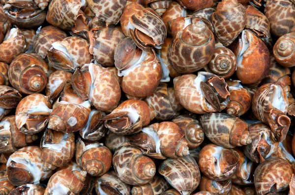 Brown snails — Stock Photo, Image