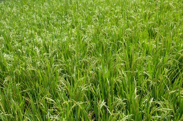 Rijp ricefield — Stockfoto