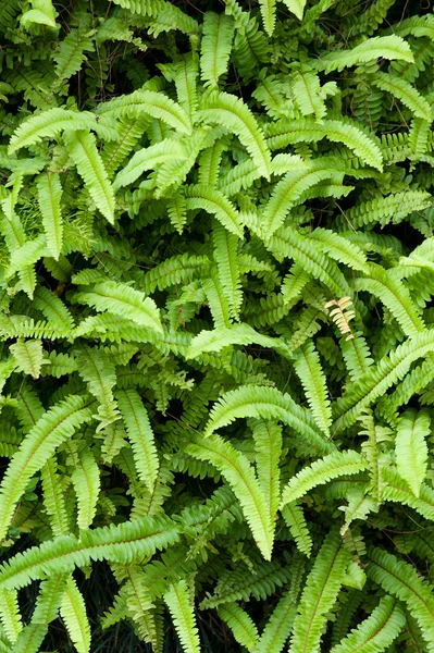 Background of ferns — Stok fotoğraf