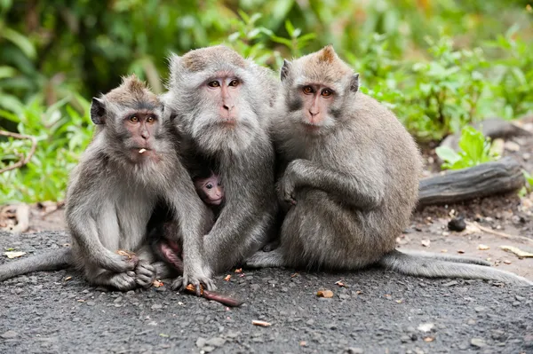 Balinesiska monkey familj — Stockfoto