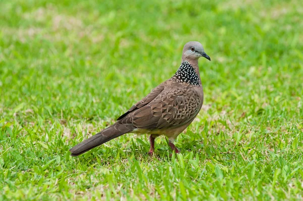 더럽혀진된 비둘기 — 스톡 사진