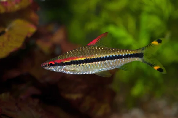 Puntius denisonii 물고기 — 스톡 사진
