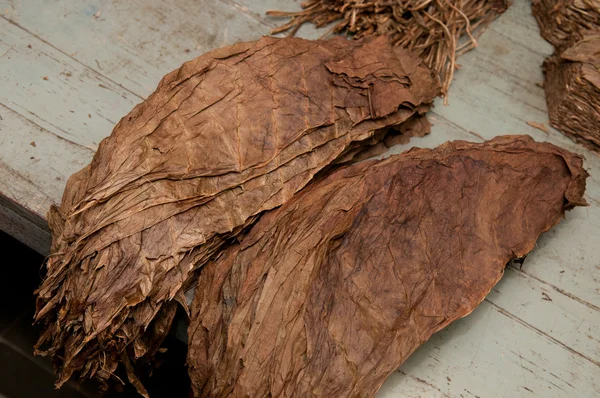 Stock image Tobacco leafs