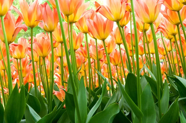 Tulipany z nieba — Zdjęcie stockowe