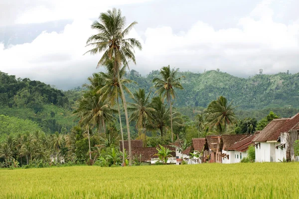 Ricefield houses and mountains — Stock Photo, Image