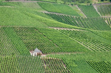 mosel, üzüm bağları