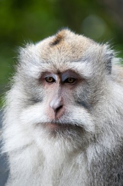 Macaque on bali clipart