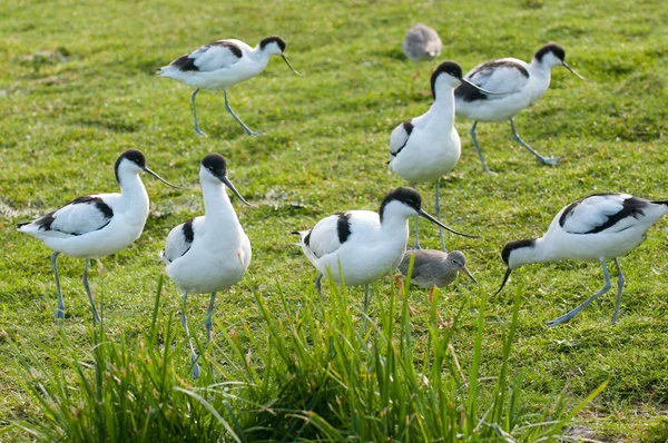 Avocets and redhanks — Stock Photo, Image