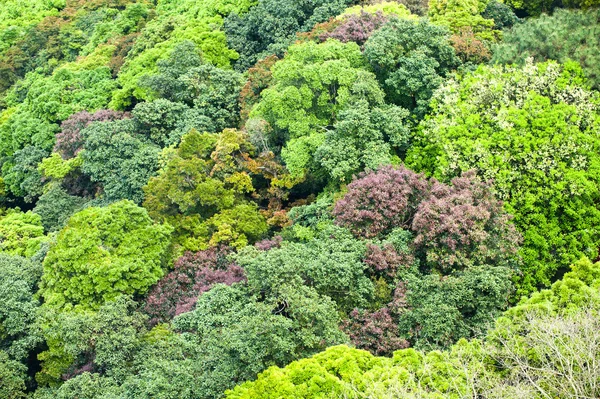 나무 꼭대기의 카펫 — 스톡 사진