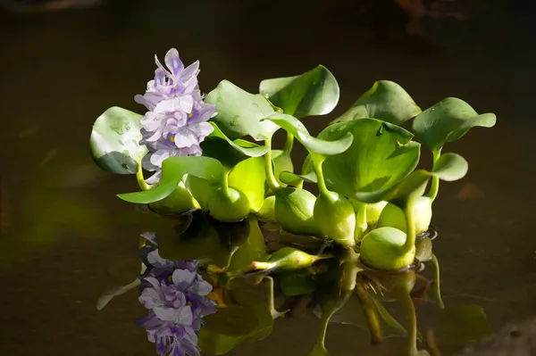 Floating water hyacinth — Stock Photo, Image