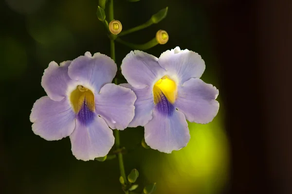 나팔꽃 — 스톡 사진