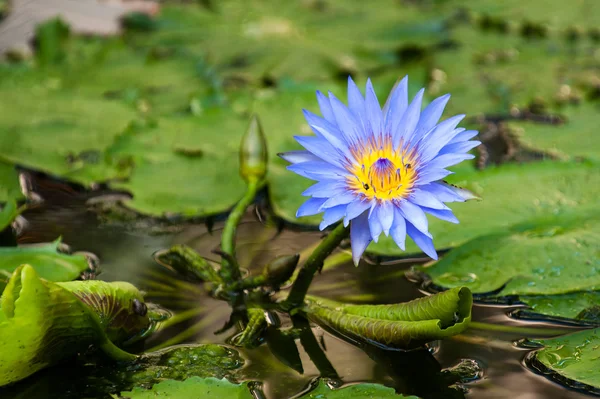 Голубая лилия — стоковое фото