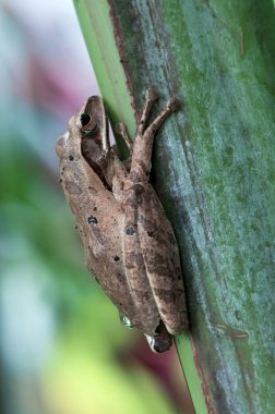 Asian treefrog clipart