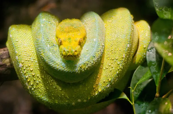 Zielone drzewo Python — Zdjęcie stockowe