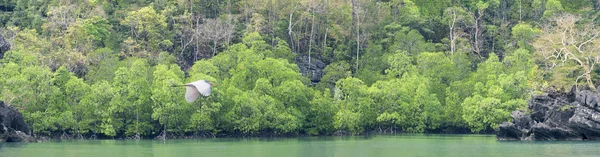 stock image Panorama mangrove