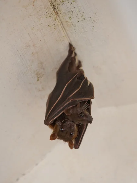 Bat-gyermek Stock Kép