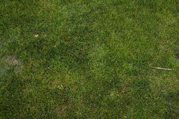 Recently cut grass — Stock Photo, Image