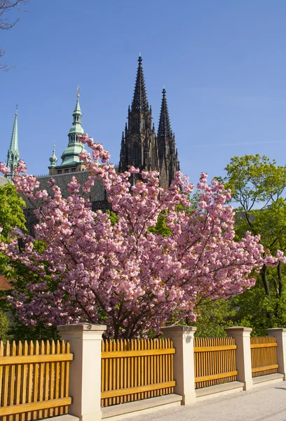 Krásný strom proti modré obloze a hrad. Praha, Česká republika. — Stock fotografie
