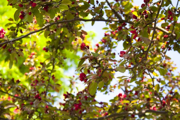 stock image Beautiful flowers on the branch of a flowering tree. Prague, Czech Republic