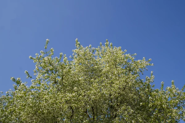 stock image Beautiful tree against the blue sky. Prague, Czech Republic.