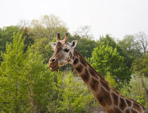 stock image Giraffe, zoo in Prague