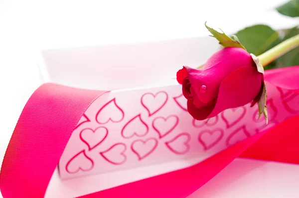 Růžová růže dárek — Stock fotografie