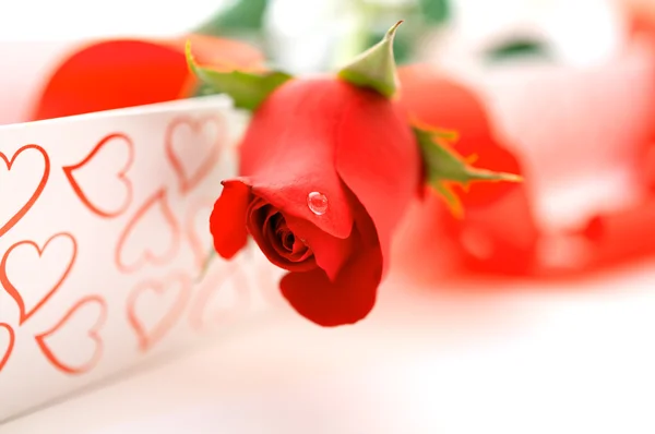 Rose gift — Stock Photo, Image