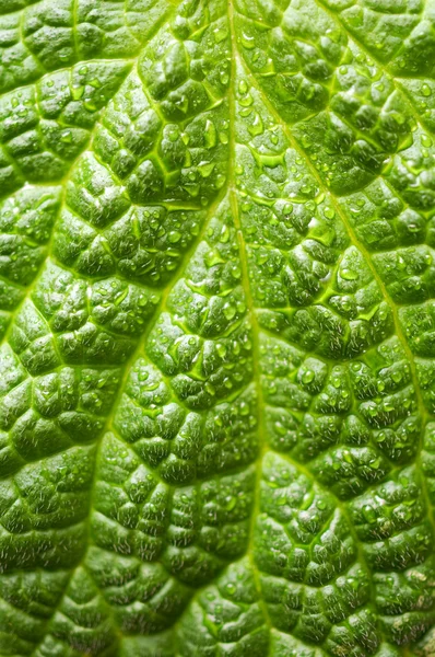 Зеленый лист текстуры с капельками — стоковое фото