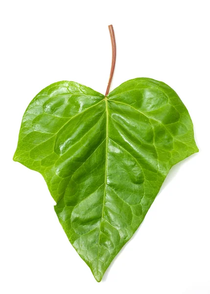 Ivy blad geïsoleerd op witte achtergrond — Stockfoto