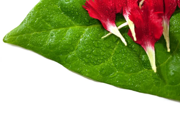 Лепестки гвоздики на зеленом листе — стоковое фото