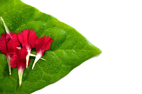 Carnation bloemblaadjes op groen blad — Stockfoto