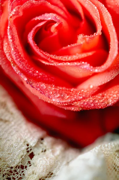 Rose mit Wassertropfen und Vintage-Spitze — Stockfoto