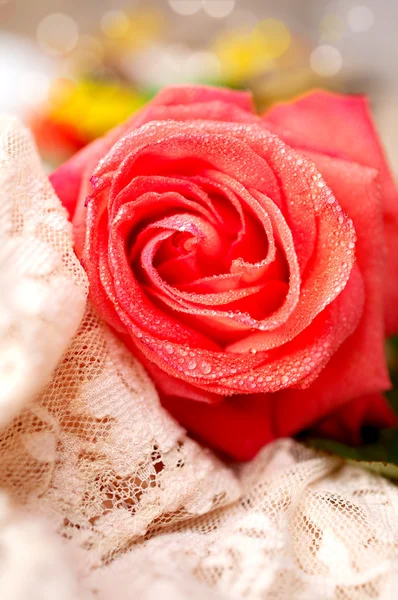 Rose with water drops and vintage lace — Stockfoto
