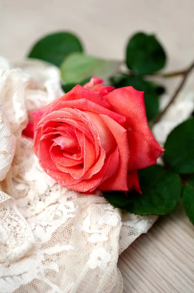 Роза с капли воды и винтажные кружева — стоковое фото