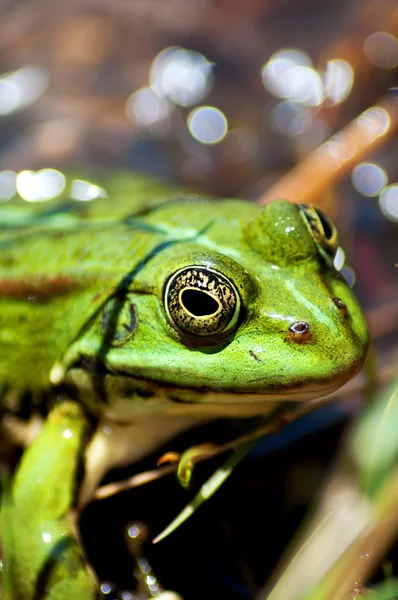 stock image Green frog