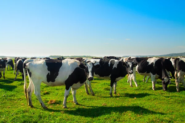 Herd of cows grazing in meadow — Stock Photo, Image