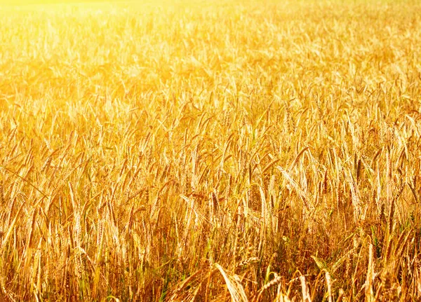 stock image Fields of wheat