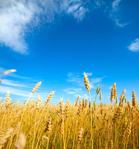 Campo de trigo dourado com céu azul no fundo — Fotografia de Stock