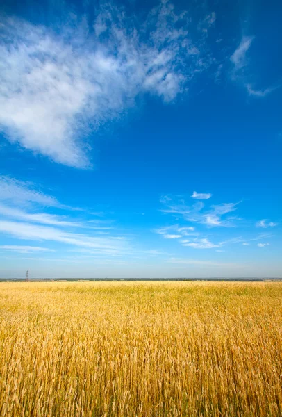 푸른 하늘 이 배경에 있는 황금빛 밀밭 — 스톡 사진