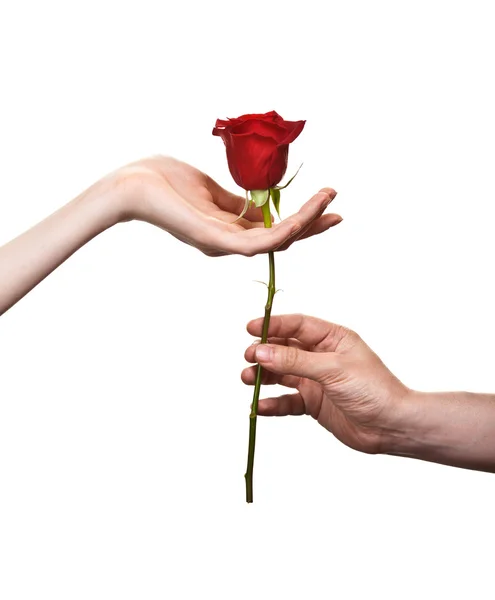 A mão do homem dando uma rosa para uma mulher que cuidada leva — Fotografia de Stock