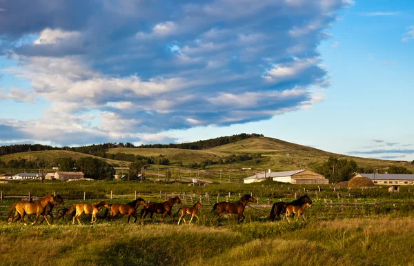 Herd galloping at the field — Stock Photo, Image