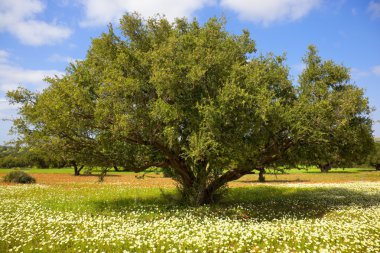 Argan tree with nuts on branches clipart