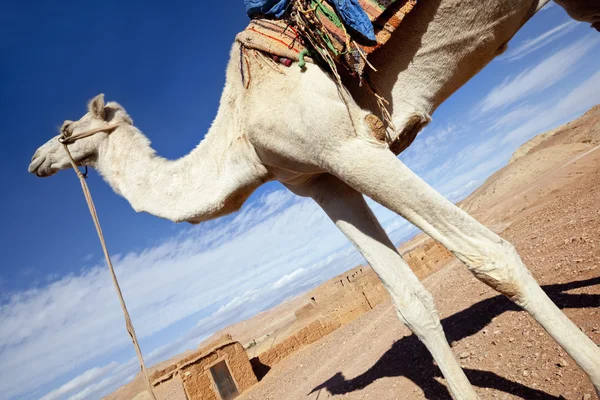 Vit kamel mot blå himmel. — Stockfoto