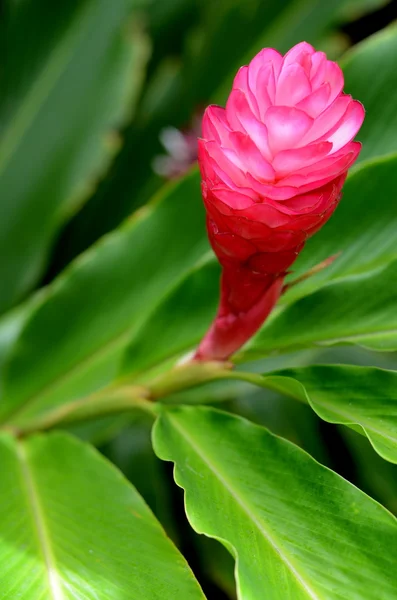 Piękny tropikalny czerwony kwiat imbiru — Zdjęcie stockowe