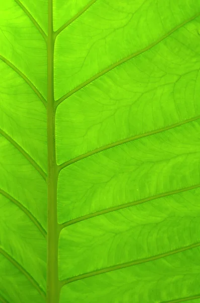 Background Texture Of A Beautiful Green Tropical Leaf — Stock Photo, Image